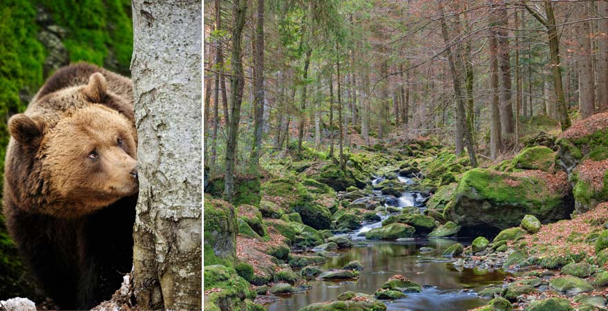 Braunbär im Nationalpark Bayerischer Wald