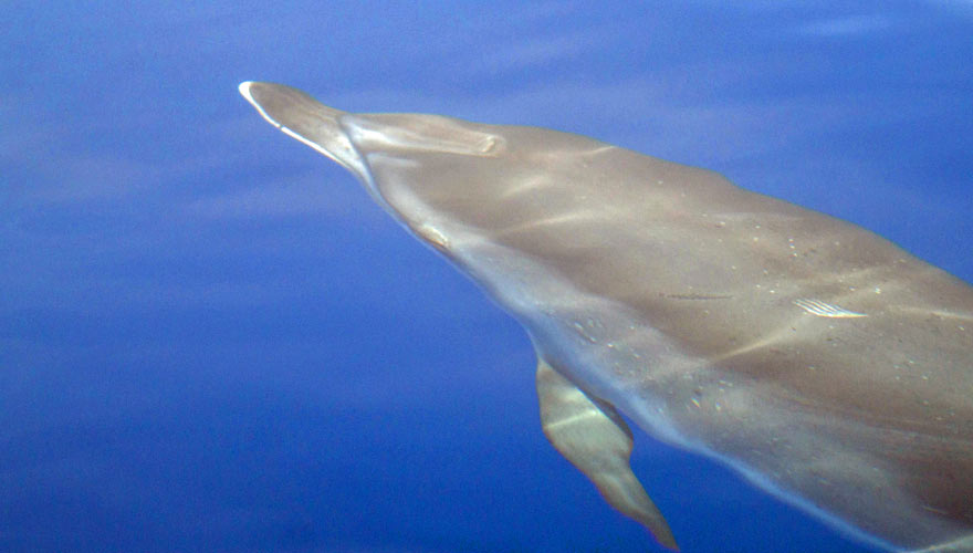 Delfin vor Sao Miguel 