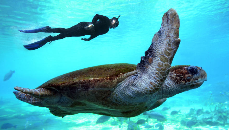 Meeresschildkröte beim Tauchen vor Amed auf Bali