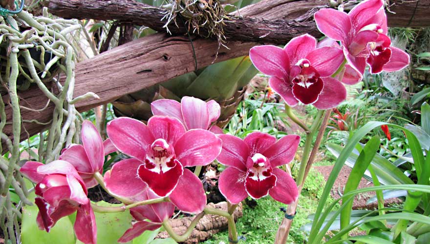Pinke Orchideen im Queen Sirikit Botanical Garden in Chiang Mai
