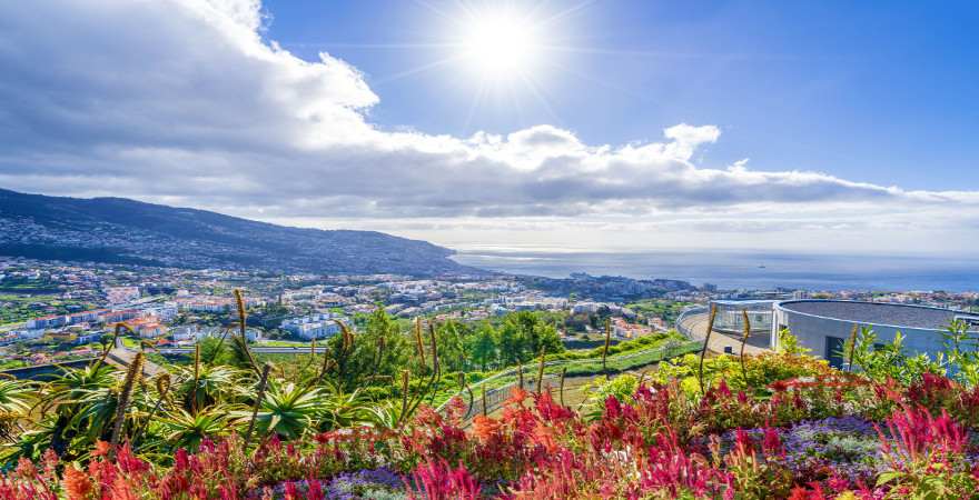 Blumen vor dem Panorama von Funchal auf Madeira