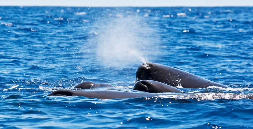 Wale strecken beim Whale Watching auf Madeira ihren Kopf aus dem Meer