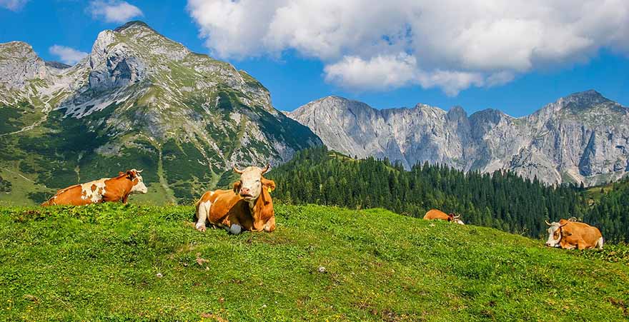 Salzburger Land Kühe