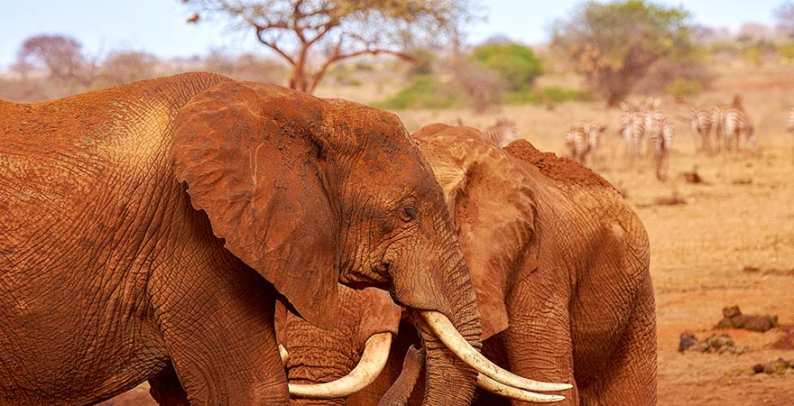 Elefanten im Tsavo-Nationalpark in Kenia