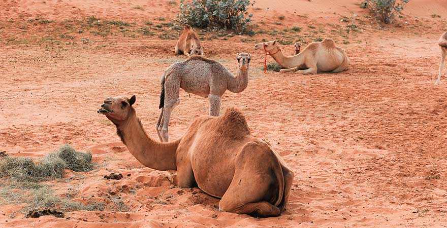 Kamele in der Wüste in Ras al Khaimah