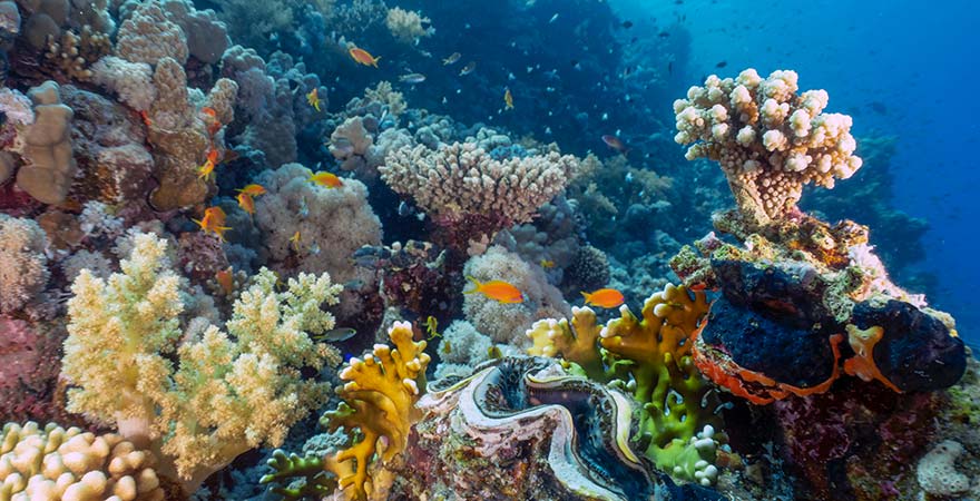 Fische und Korallen im Roten Meer in Ägypten
