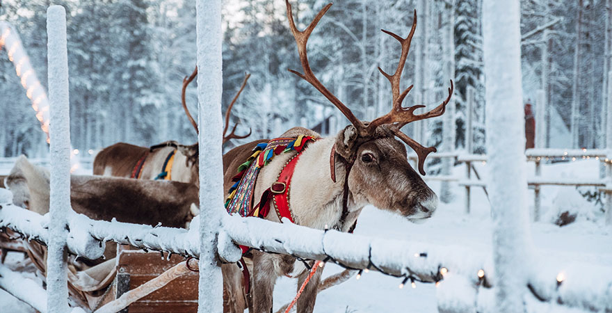 Rentier im Santa Claus Village in Lappland