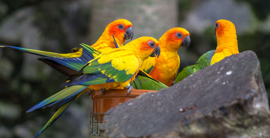bunte Papageien im Loro Parque