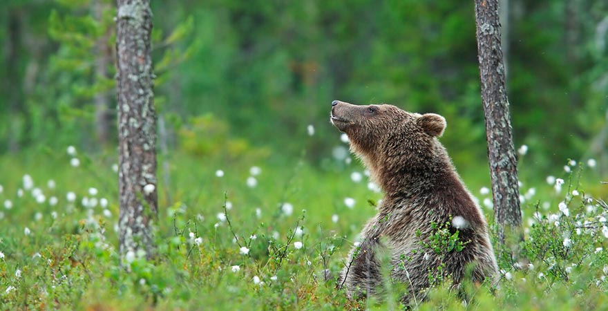 Bräunbär in freier Natur im Nordosten von Finnland
